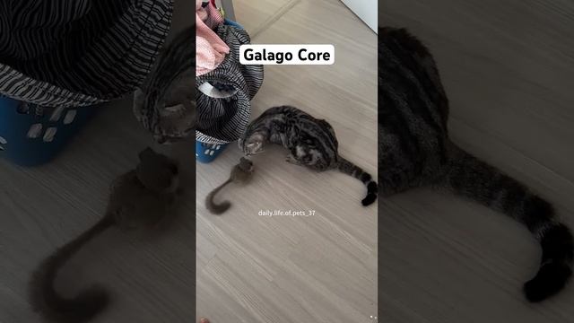 Galago core #cuteanimals #animals #animal