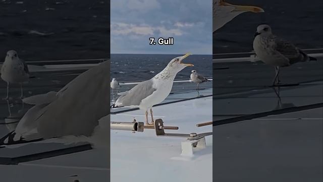13 bird sounds you probably haven’t heard before