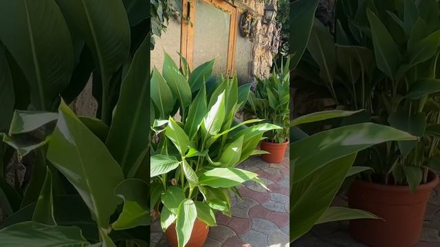 Уголок Рая! У меня есть такое местечко- родительский д? смотреть онлайн