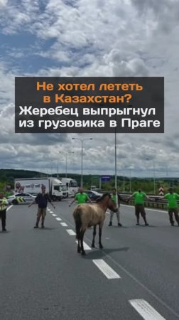 Не хотел лететь в Казахстан? Жеребец выпрыгнул из грузовика