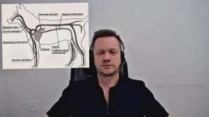 Остановка кровотечений у животных