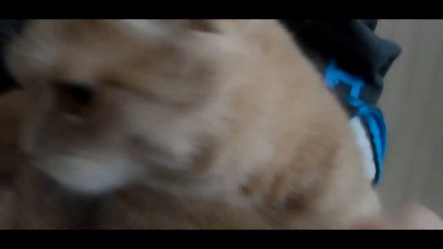 ЗАПИСЬ НЕАДЕКВАТНЫХ РЕП БИТВ | НЕАДЕКВАТ&ПАРАНОИК смотреть онлайн