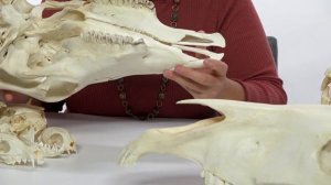 Зоология позвоночных. Характерные особенности черепов млекопитающих (Литвинова Е.М.)