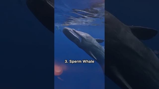 Weird animals sounds in the ocean