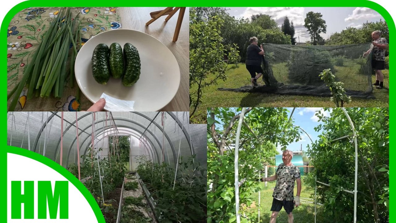 3 июня. Дела огородные. Как растёт на этот день.