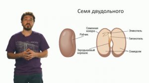Ботаника. Семязачаток и семя (Вислобоков Н. А.)