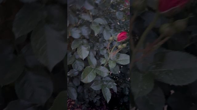 Прогулка по розарию. Часть 1