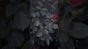 Прогулка по розарию. Часть 1