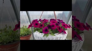 Петуния Шок вейв дип пёрпл #цветочнаяферма #рассада #п?