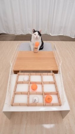 Cats and TIC TAC TOE
