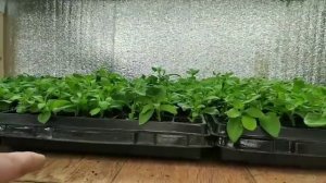КАК УКОРЕНИТЬ ПЕТУНИЮ НА 100% в домашних условиях ДВА ВАЖНЫХ МОМЕНТА!