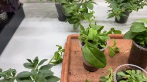 Формировка петунии на три! два! два! Формирование петунии из черенка. Без секретов #петуния