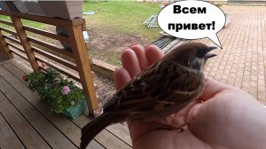 Угощение в школу /Торт из печенья /Закуска на гриле /Ручные дачные животные