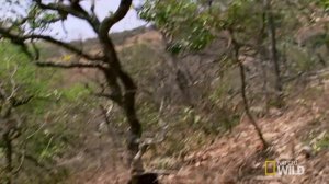 High Flying Monkeys | World's Deadliest