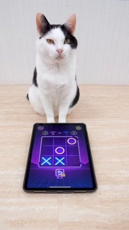 Cat and TIC TAC TOE