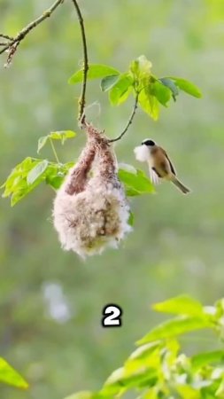 Эта птица отправляет змею восвояси! 🐦🐍❓🤯 #животные