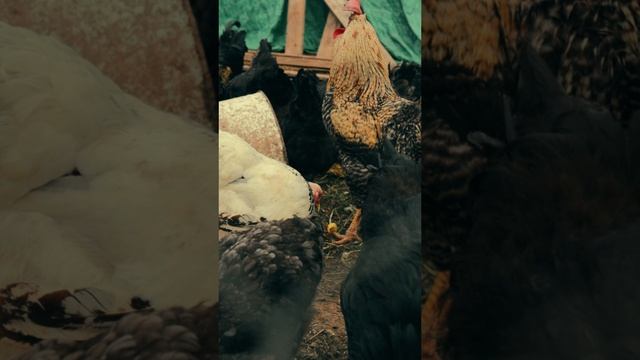 День рождения канала!!!
