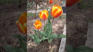 "Весны последние деньки". Стихи собственного сочинения. Читает Изабелла Щербинина