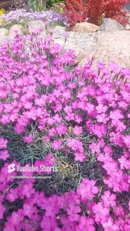 Прекрасная альпийская гвоздика💜💗💜