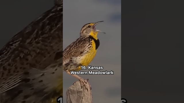 Iconic bird sounds in every state #bird #birds