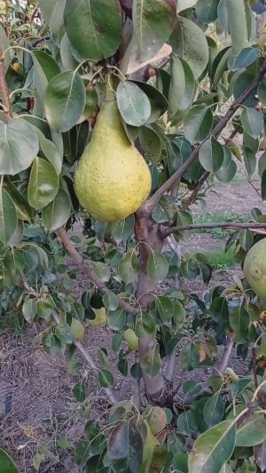 Груша Кюре (Вильямс Зимний)