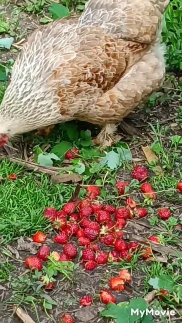 Курица ест клубнику. 5.06.2023 смотреть онлайн
