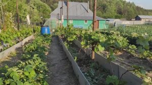 Виноград в Калужской области 31.05.2025