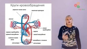 Физиология человека и животных. Строение и автоматия сердца (Зыбина А. М.)