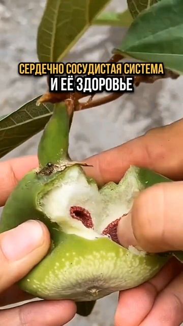 Здоровье сердечно сосудистой системы ❤️🌱 #здоровье смотреть онлайн