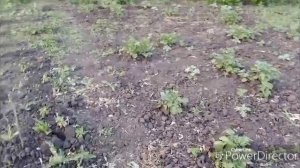 Занимаюсь огородом.