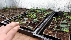 Как укоренить любое РАСТЕНИЕ НА 100% ЗОЛОТЫЕ ПРАВИЛА УКОРЕНЕНИЯ!