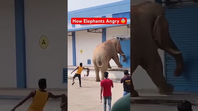 How Elephant Angry