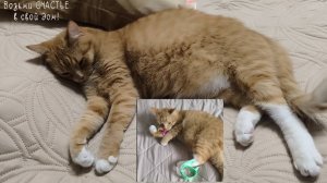 Игрушка для кота. Новая  игрушка для кота. #коты #кошка 😻