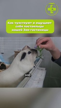 Гостиница для животных
