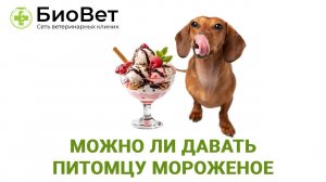 Мороженое для собак и кошек