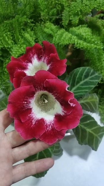 Глоксиния"Квинтесса" смотреть онлайн