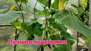 Урожай огурцов в теплице. Самая лучшая подкормка. Рассада посажена 1 мая и 10 мая.