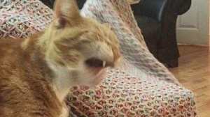 Смешные и забавные животные |  Восхитительные котики и собачки