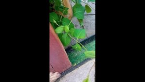 Арка для жимолости Проект Анемона Маргарита