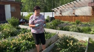 ЧТО ДЕЛАТЬ С НАРЦИССАМИ И ТЮЛЬПАНАМИ ПОСЛЕ ЦВЕТЕНИЯ