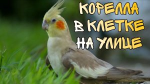 Привезли попугая на дачу, выгуливаем в клетке на улице