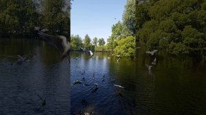 парк ЦПКиО