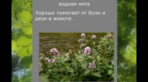 Целебные травы. коты воители