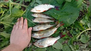 РЫБАЛКА МЫ СНОВА НА НОЛЬКЕ! РЕКА МАЛАЯ КОКШАГА! 17.05.2025 ГОДА! ВСЕ ЧАСТИ! #fishing #рыбалка