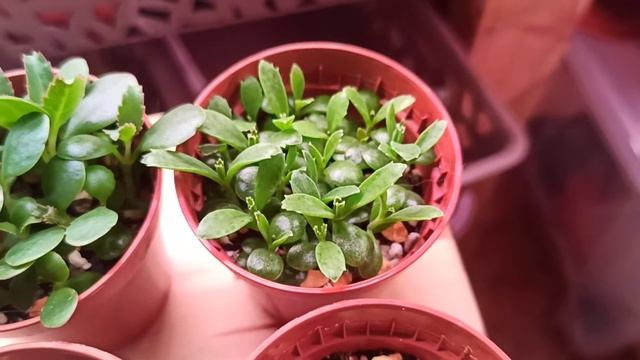 Прогресс роста каланхоэ "Розовые бабочки". Сравнение листовых деток с другими видами каланхоэ