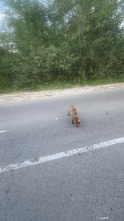 ЛИСА КАК НА РАБОТУ👍ЕСТ ЧИПСЫ👍