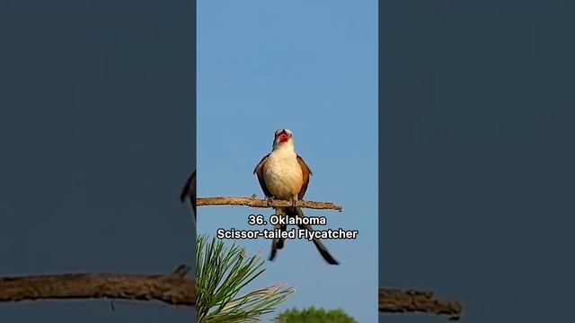 Bird sounds in every state
