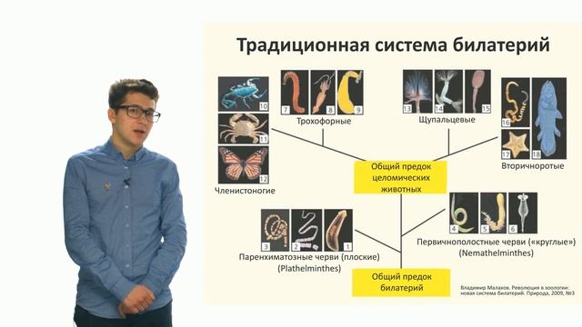 Зоология беспозвоночных. Разнообразие беспозвоночных. Часть 2 (Виноградов Д. Д.)