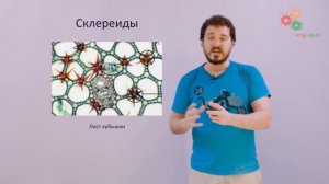 Анатомия растений. Лист. ( Вислобоков Н . А.)