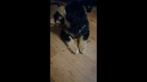 Тибетский мастиф #Марта